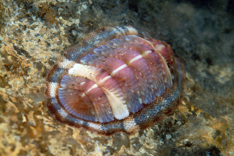 Chiton olivaceus